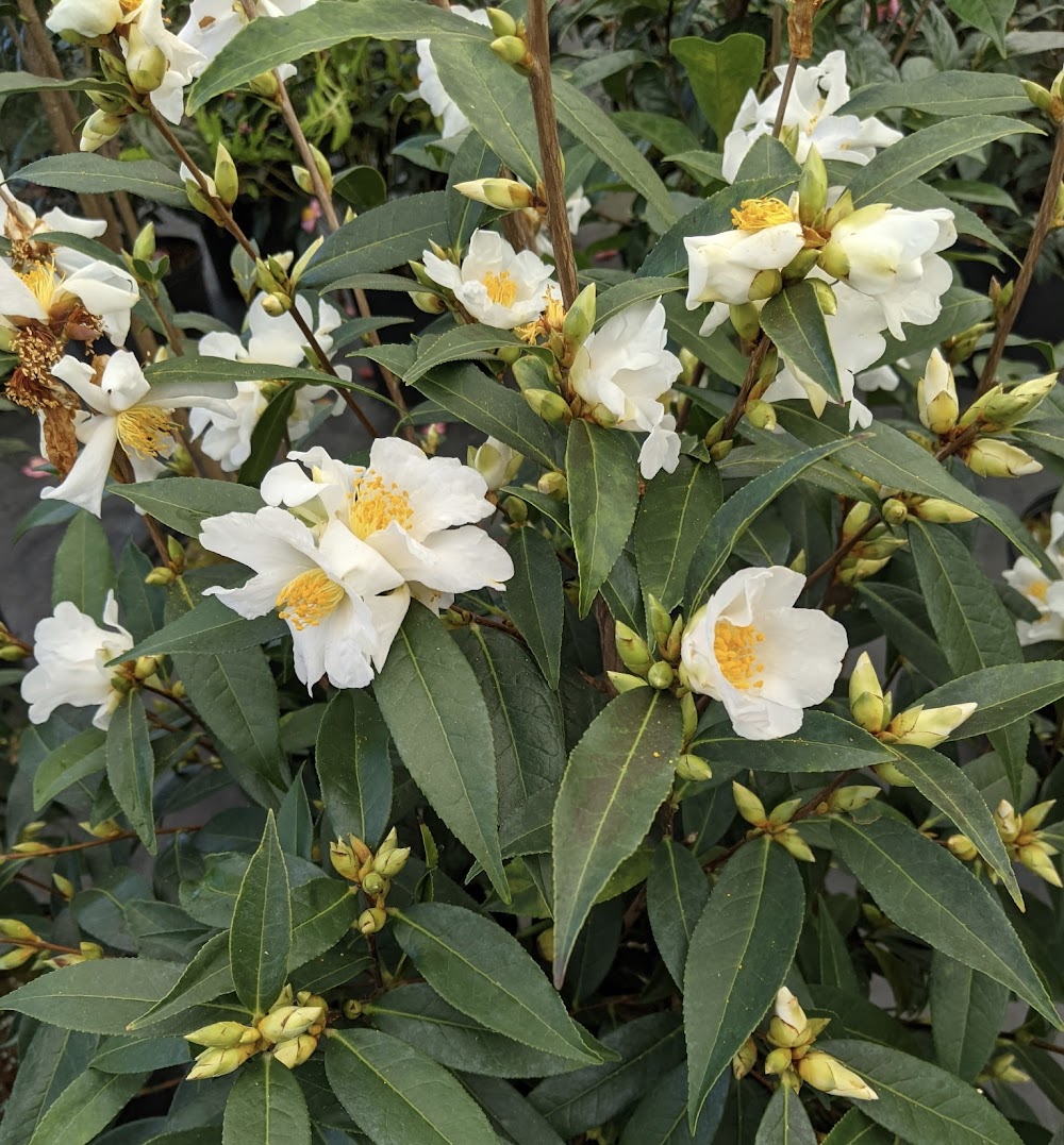 Camellia fluviatilis