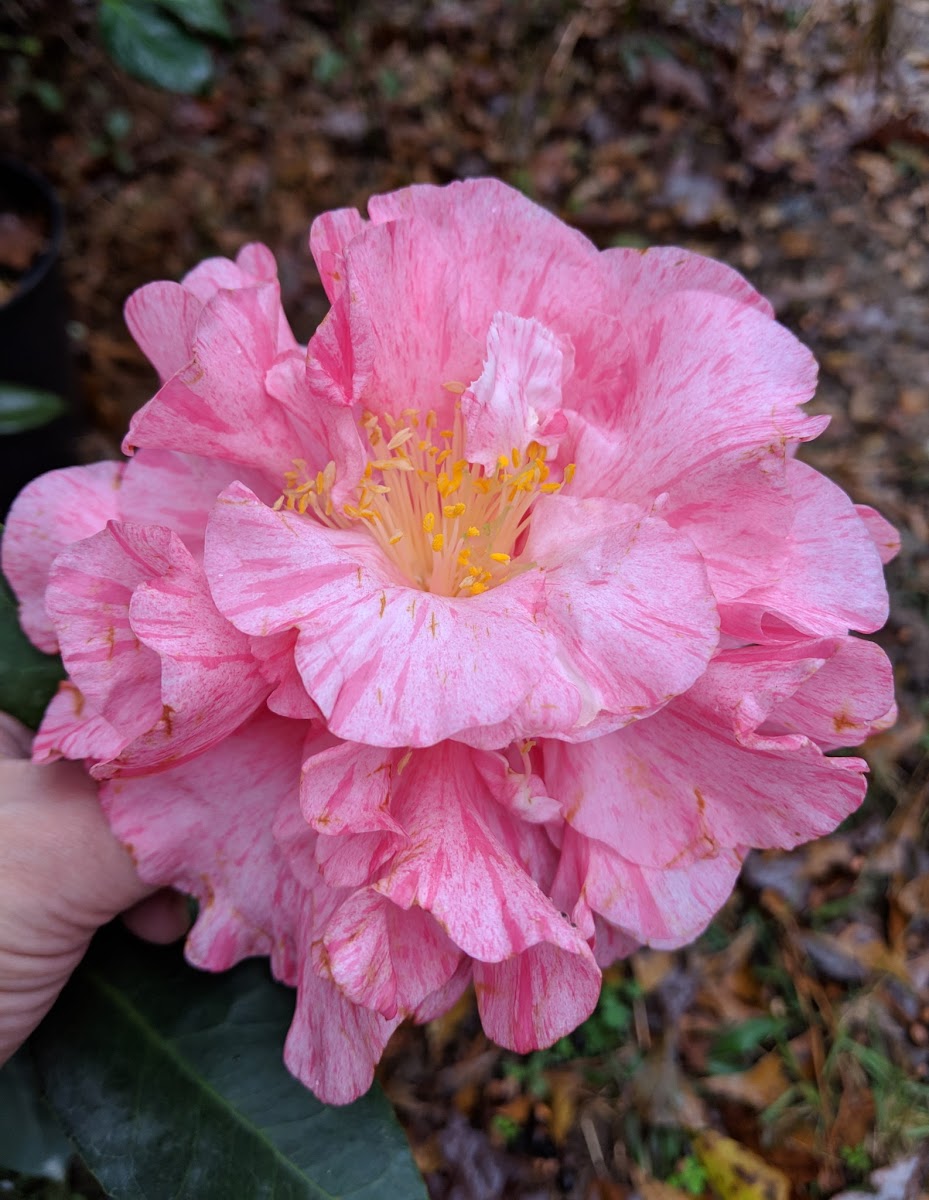 Camellia japonca 'Kick Off'