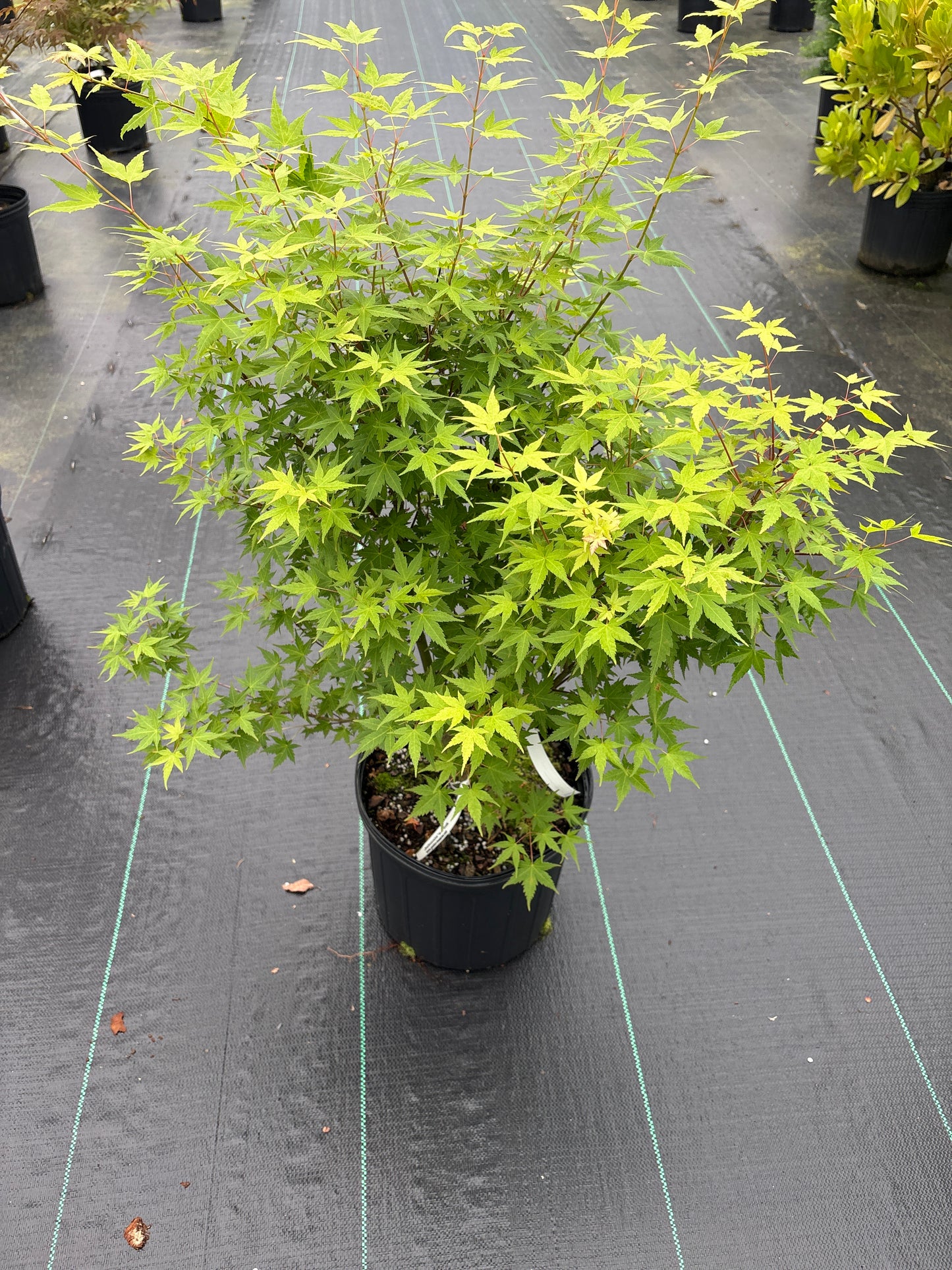 Acer palmatum 'Johnnie's Pink'