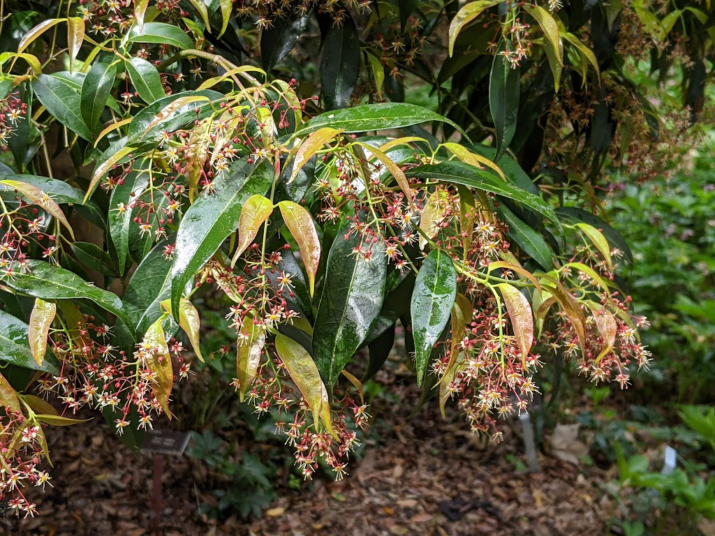 Acer fabri