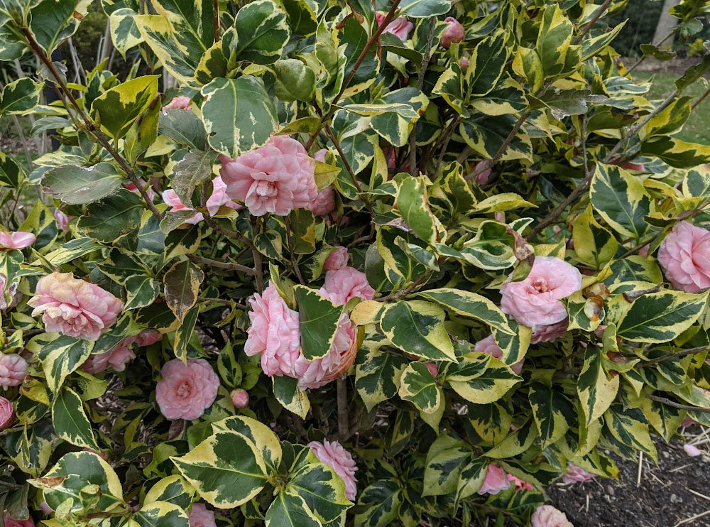 Camellia japonica 'Geoff Hamilton'