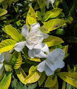 Gardenia jasminoides 'Ogon No Hana'