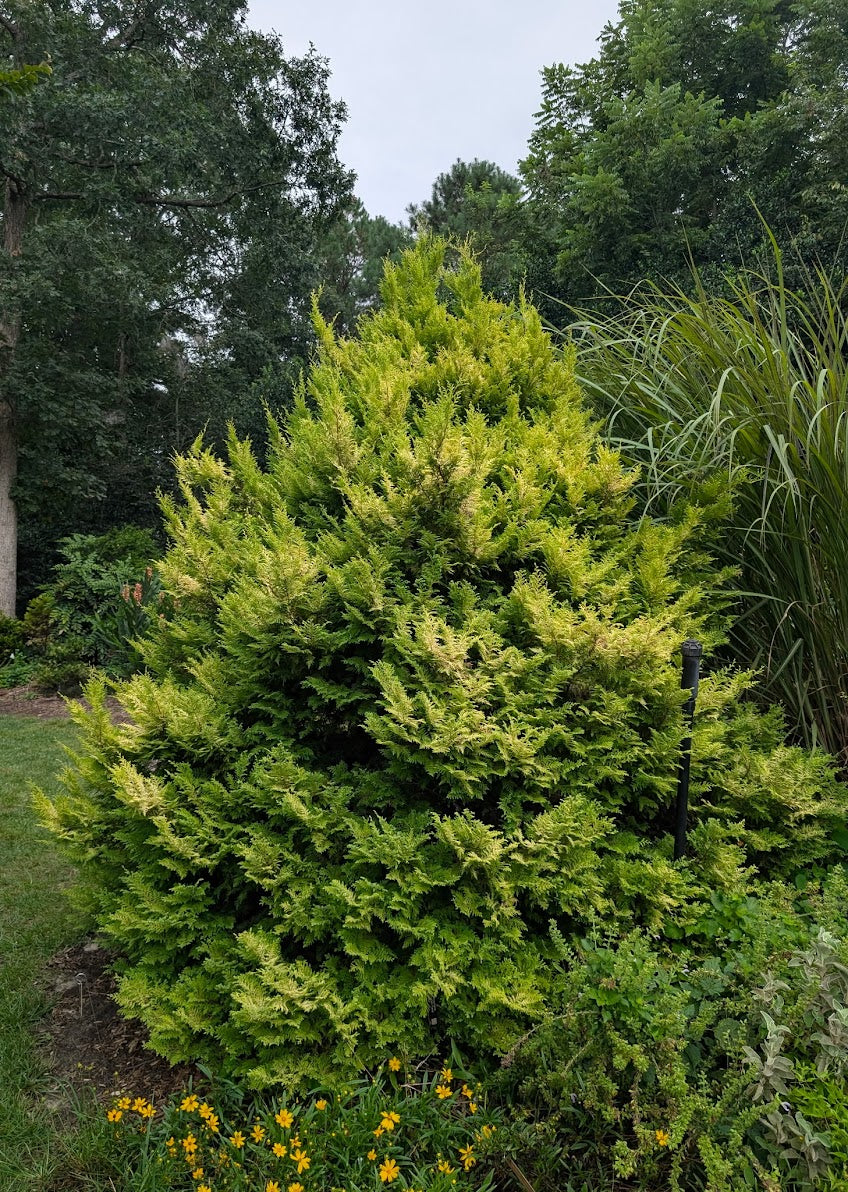 Chamaecyparis pisifera 'Harvard Gold'