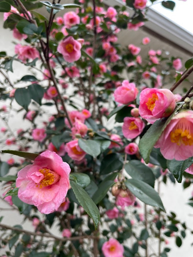 Camellia x 'Tina Tuttle' NEW INTRODUCTION