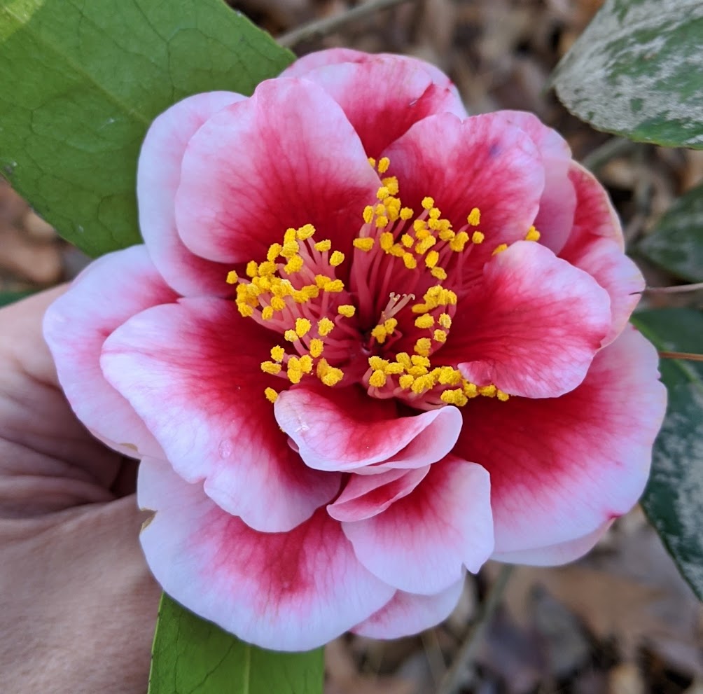 Camellia japonica 'Tama Vino'