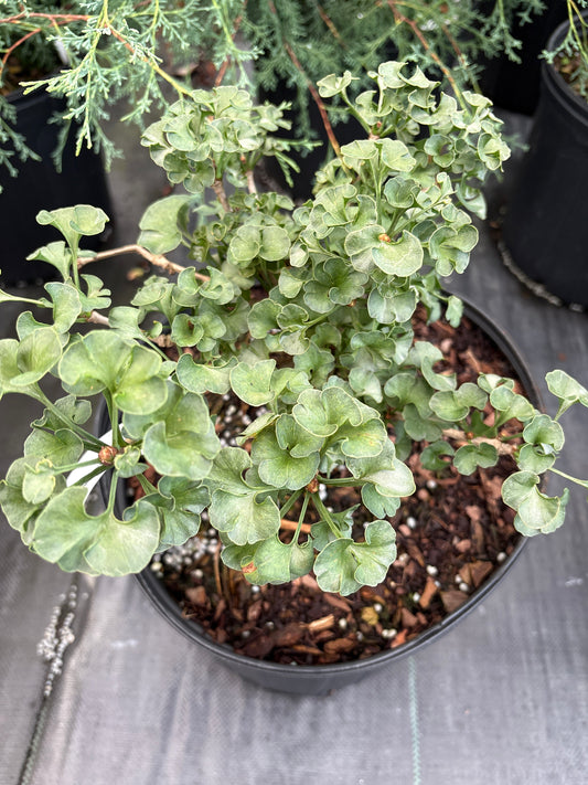 Ginkgo biloba 'Elf' EXCLUSIVE GARDEN TREASURES NEW INTRODUCTION! RARE!!!