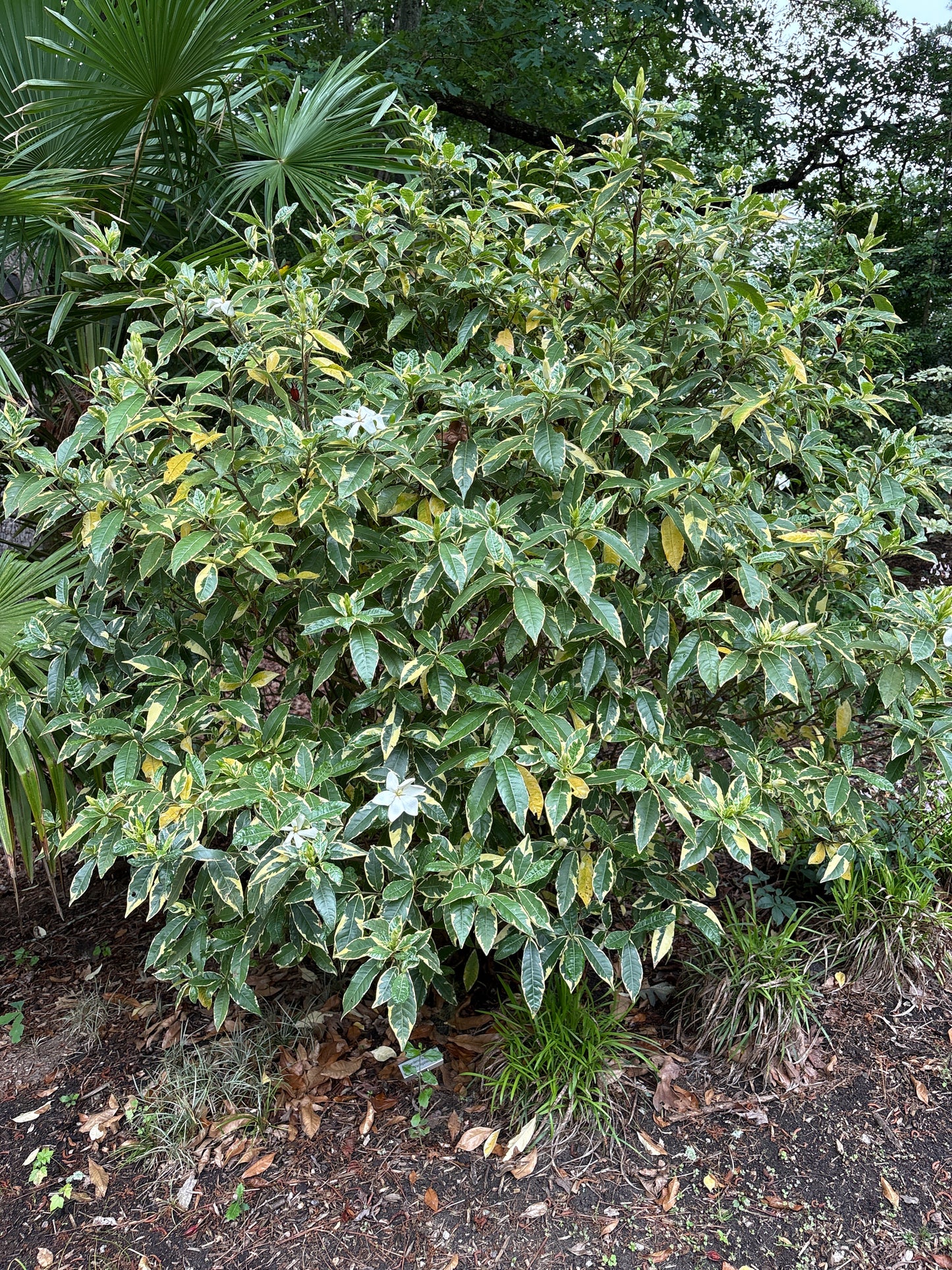 Gardenia augusta 'Variegata'
