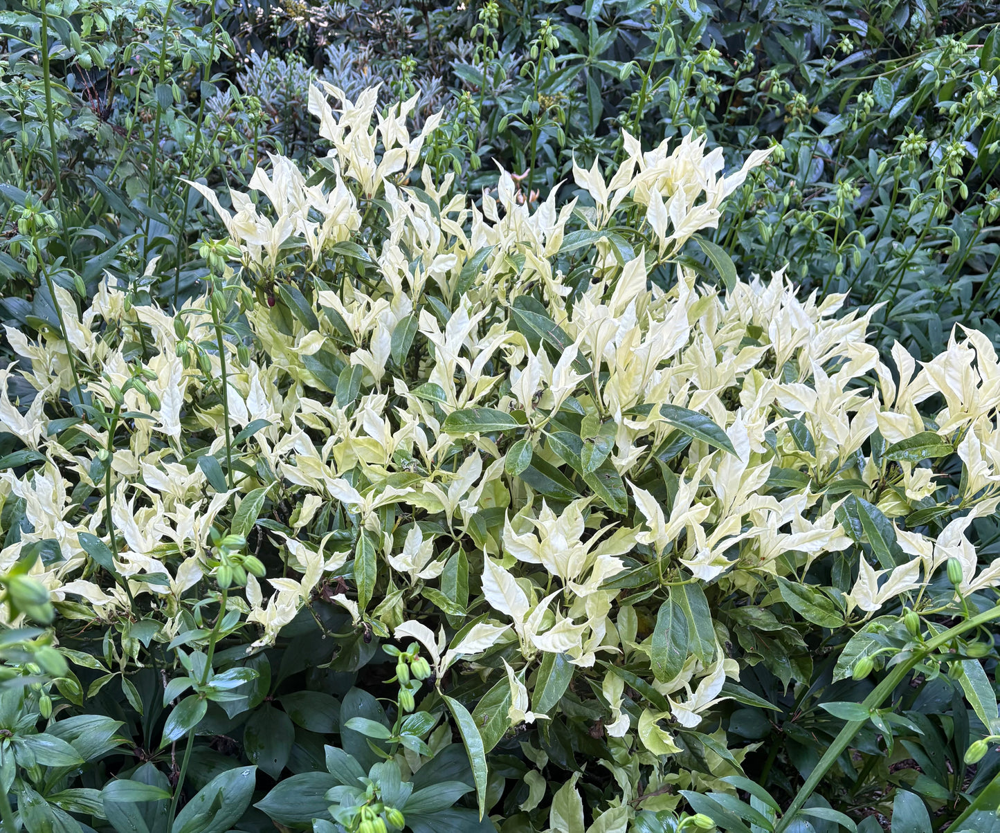 Aucuba japonica 'Natsu No Kumo' RARE