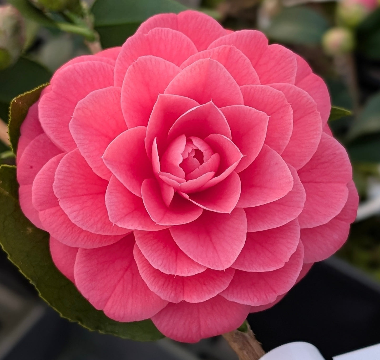 Camellia japonica 'Spring Formal'