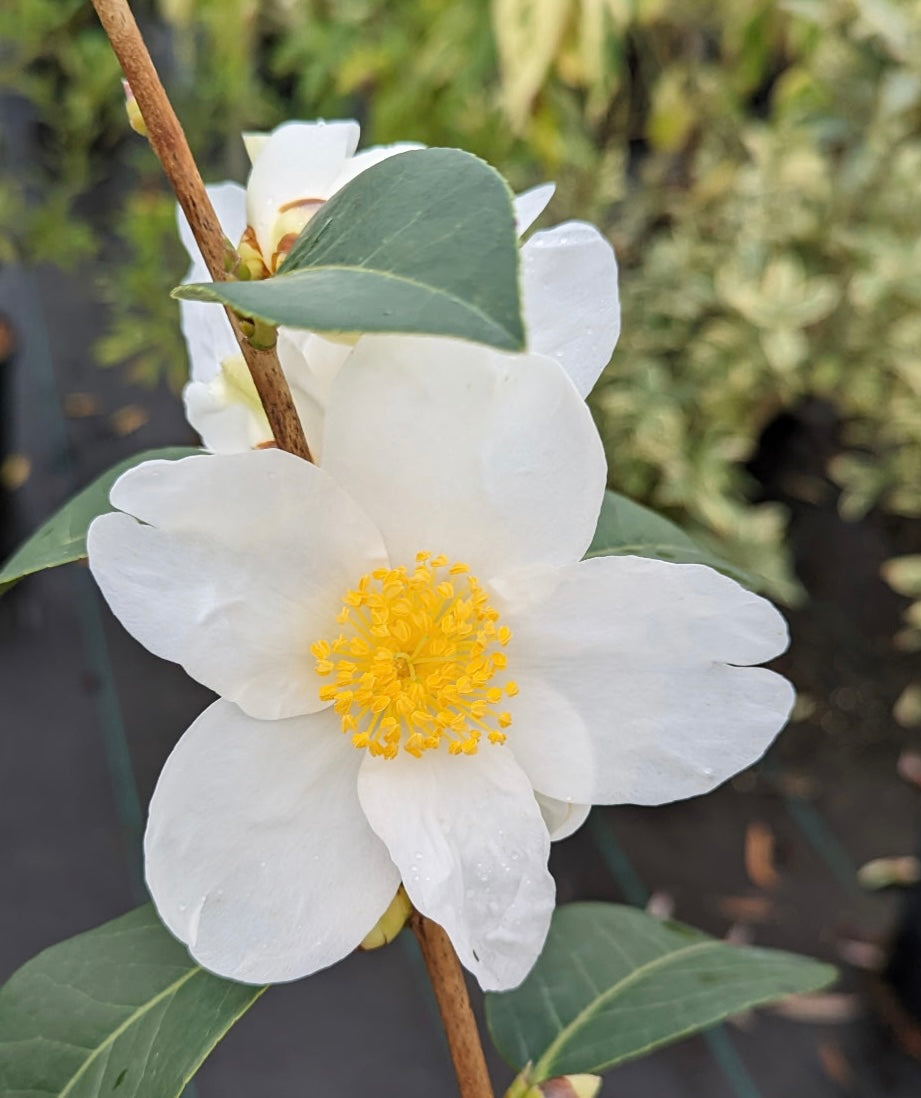 Camellia vietnamensis (Cliff Parks clone) RARE