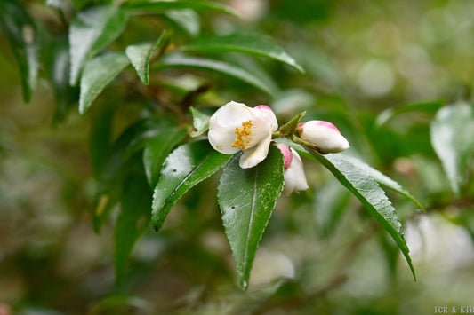 Camellia lutchuenensis or Camellia transnokoensis