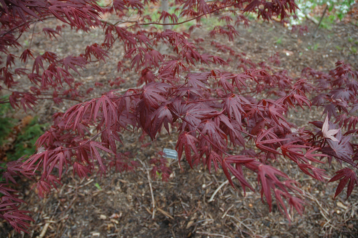Acer palmatum 'Stanley Park Seedling'