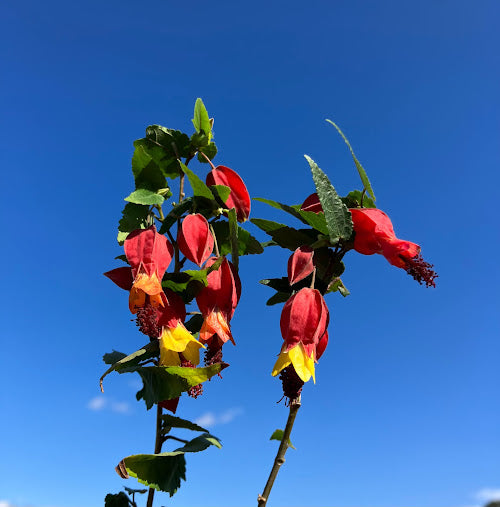 Abutilon megapotamicum "cold hardy clone"