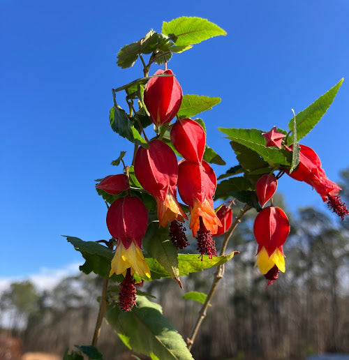 Abutilon megapotamicum "cold hardy clone"