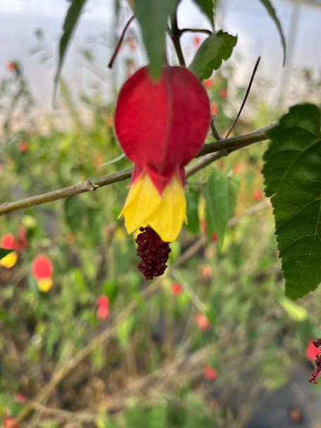 Abutilon megapotamicum "cold hardy clone"