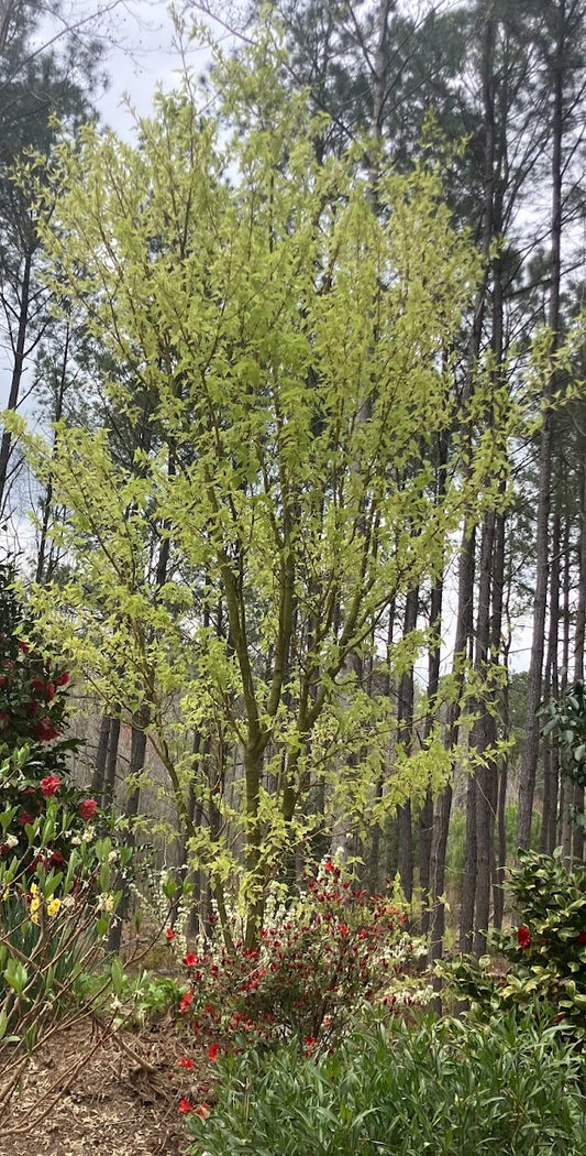 Acer caudatifolium "Variegated"