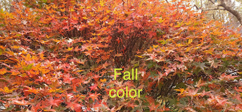 Acer palmatum 'Rhode Island Red'