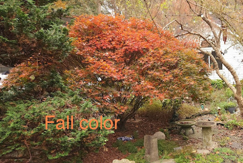 Acer palmatum 'Rhode Island Red'