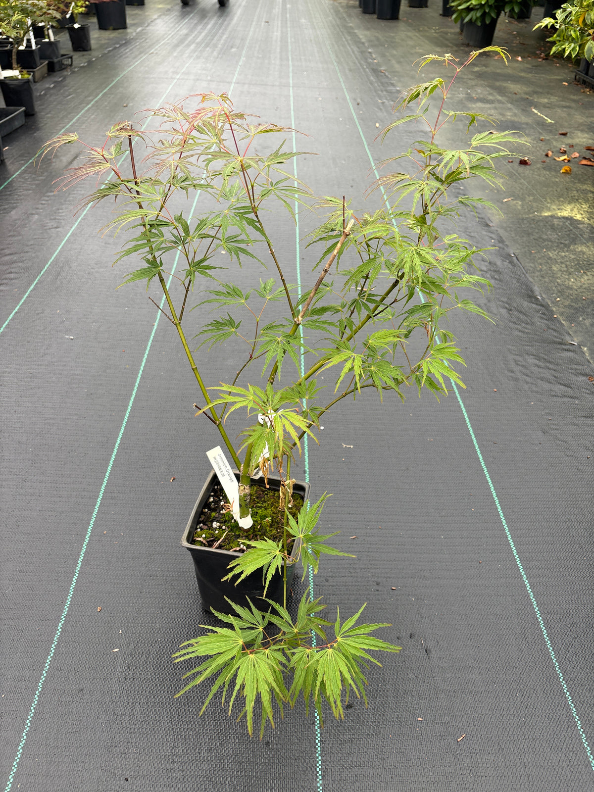 Acer palmatum 'Jeddeloh Orange'