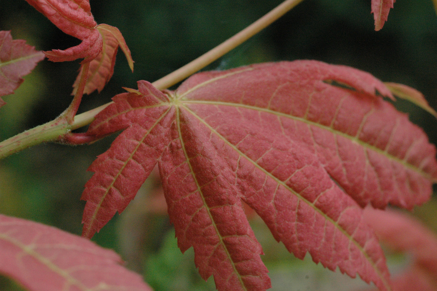 Acer japonicum 'Blushing Beauty'