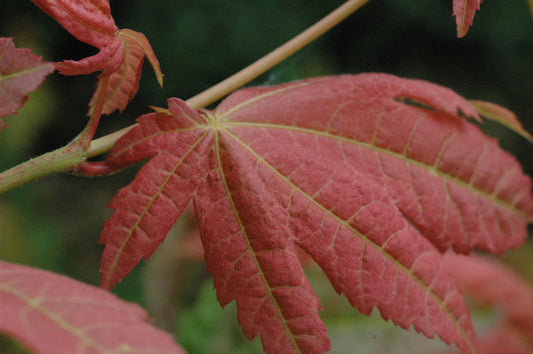 Acer japonicum 'Blushing Beauty'