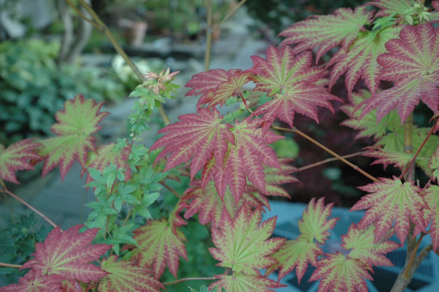Acer japonicum 'Blushing Beauty'