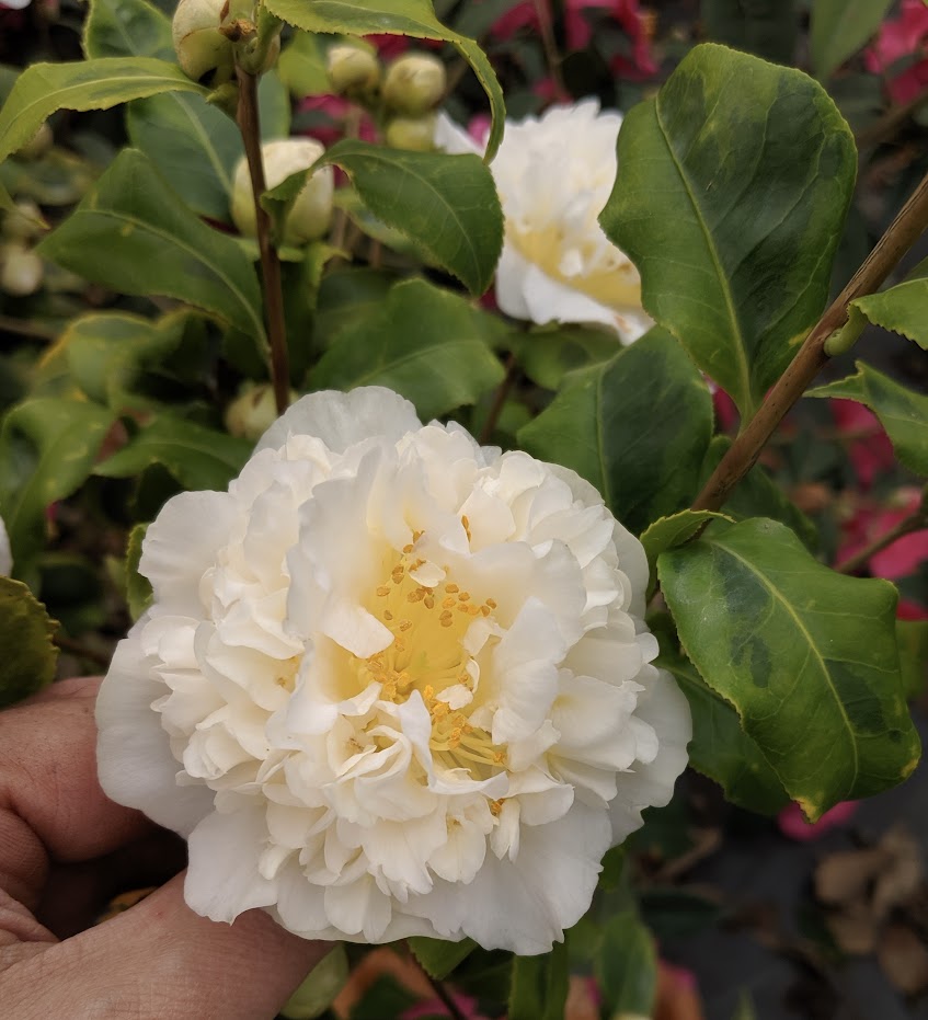 Camellia japonica 'Brushfield's Gold'