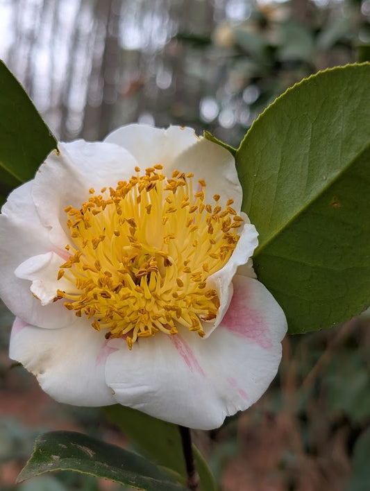 Camellia japonica (Higo) 'Nioi Fubuki'