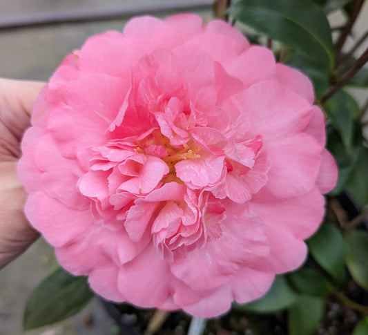 Camellia japonica 'Tinky Lee'