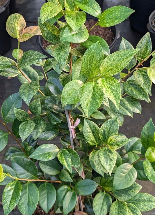 Camellia japonica 'Wakayama Prefecture' RARE!!!