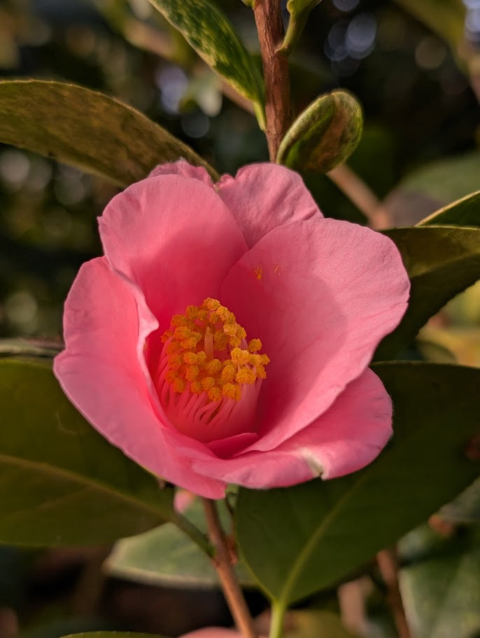 Camellia japonica 'Wakayama Prefecture' RARE!!!