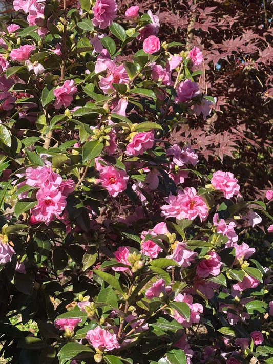 Camellia sasanqua 'Autumn Opulence' EXCLUSIVE NEW GARDEN TREASURES RELEASE! RARE!!!