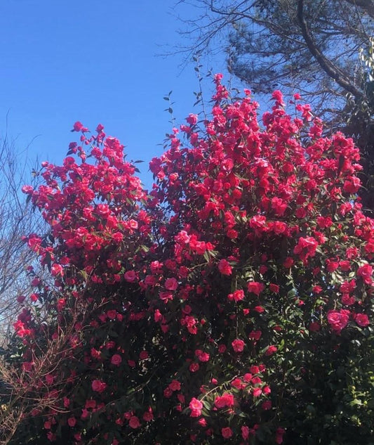 Camellia x 'Crimson Candles'
