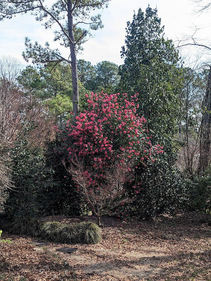 Camellia x 'Crimson Candles'