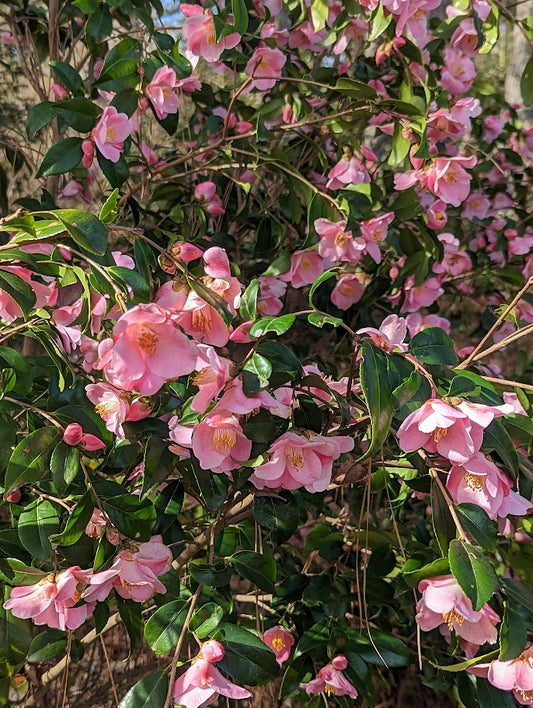 Camellia x 'Koto-no-kaori'