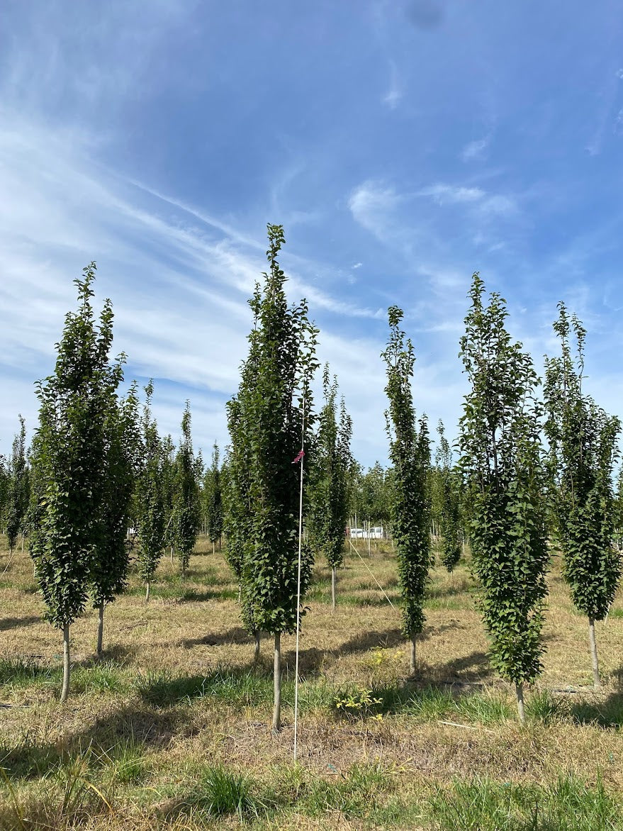 Carpinus betulus 'Franz Fontaine'