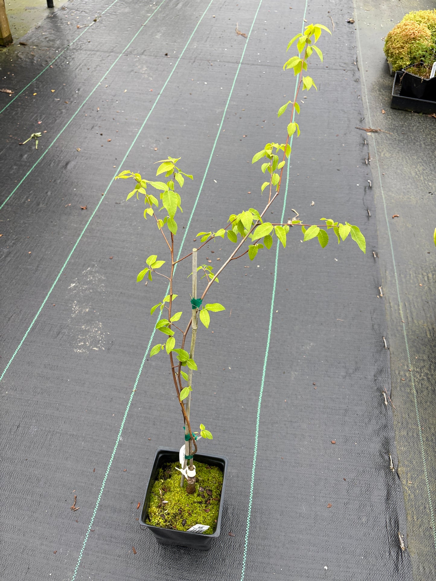 Carpinus caroliniana 'Stowe Cascade' Hornbeam Tree