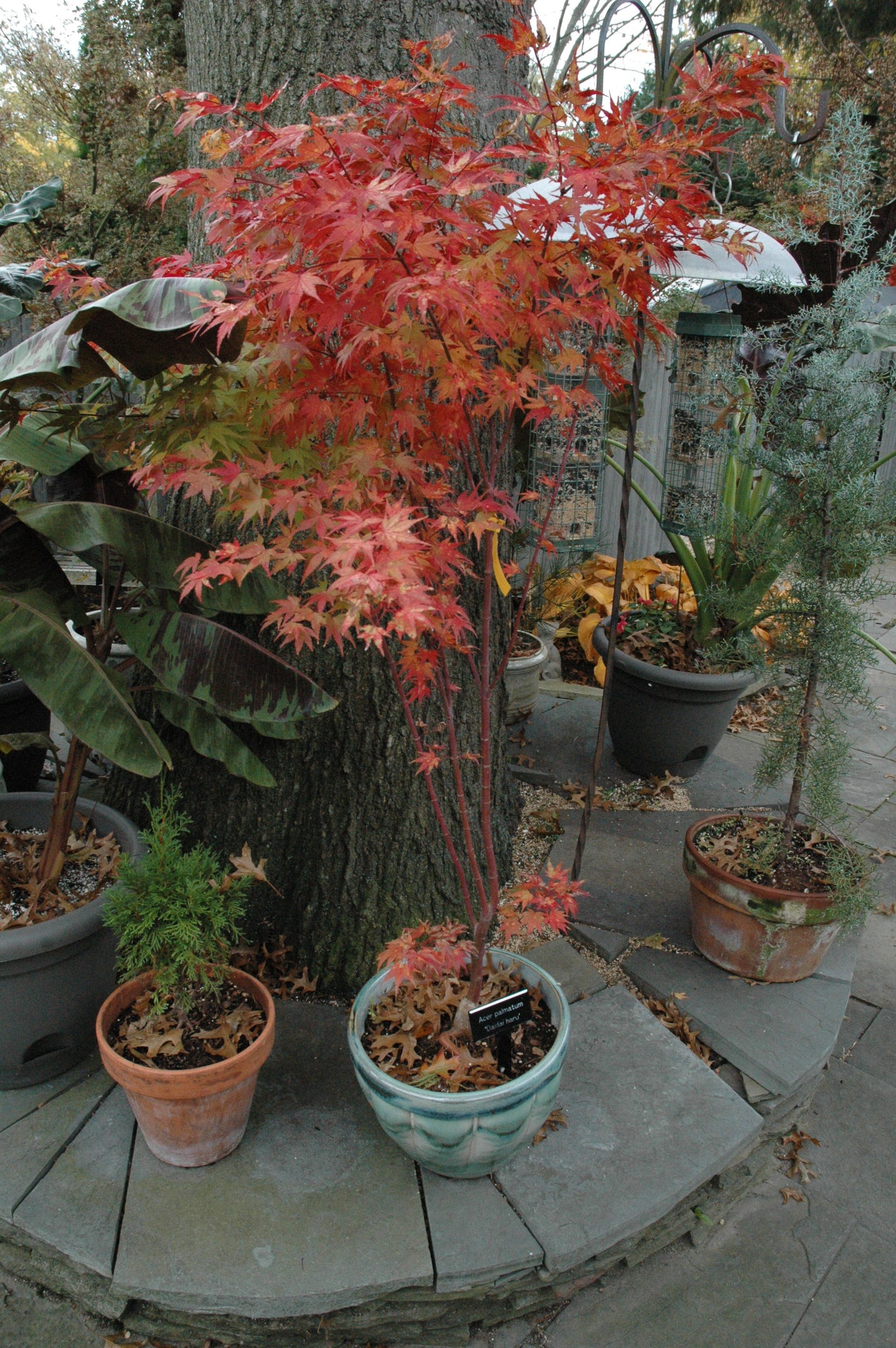 Acer palmatum 'Daidai Haru'