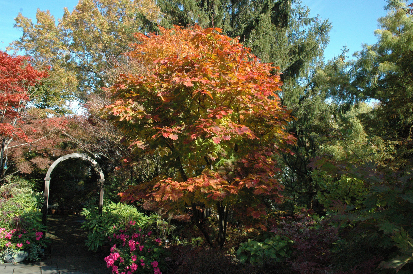 Acer japonicum 'Taki No Gawa'