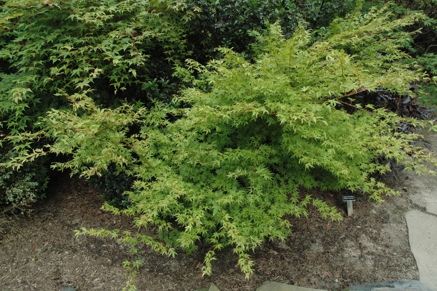 Acer palmatum 'Tiny Leaf' ('Mini Mondo')