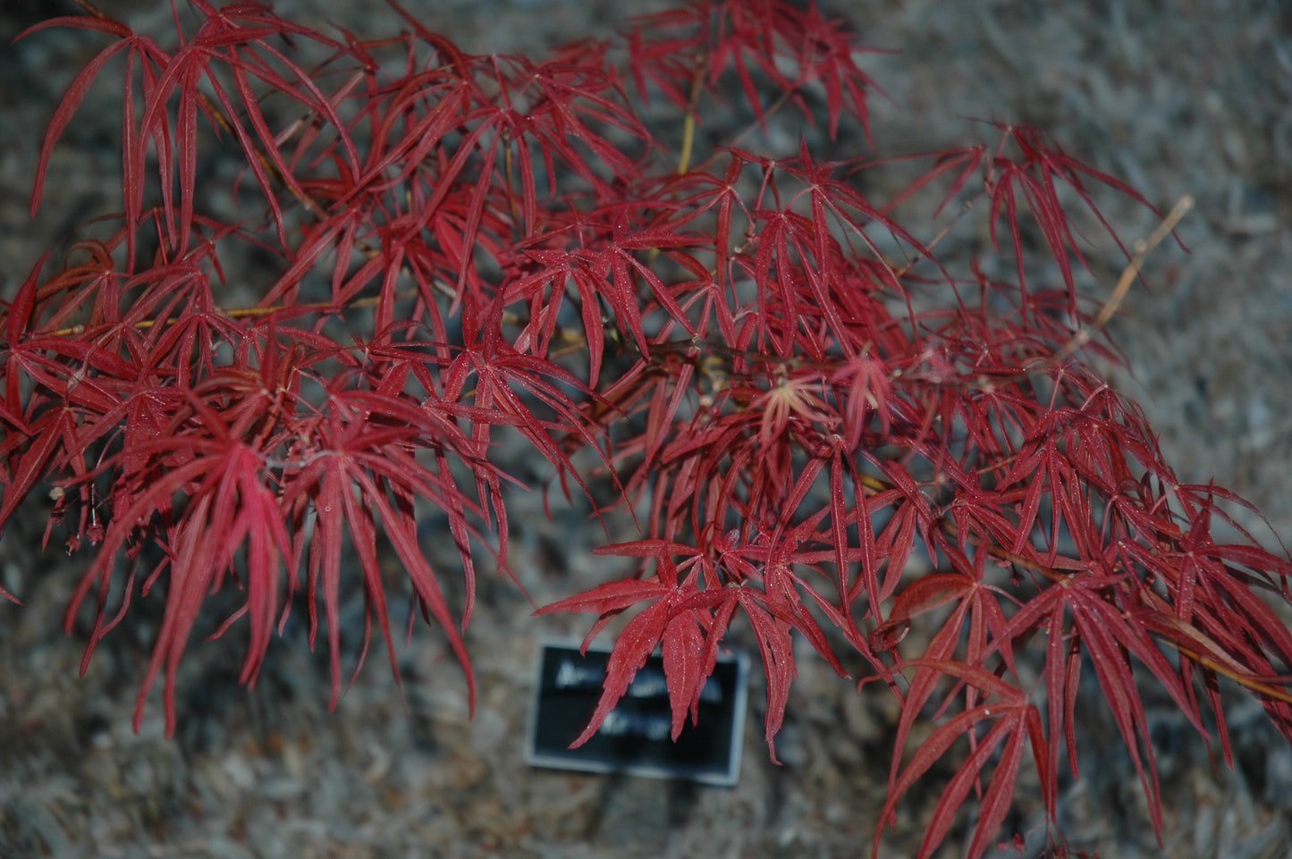 Acer palmatum 'Keiser'