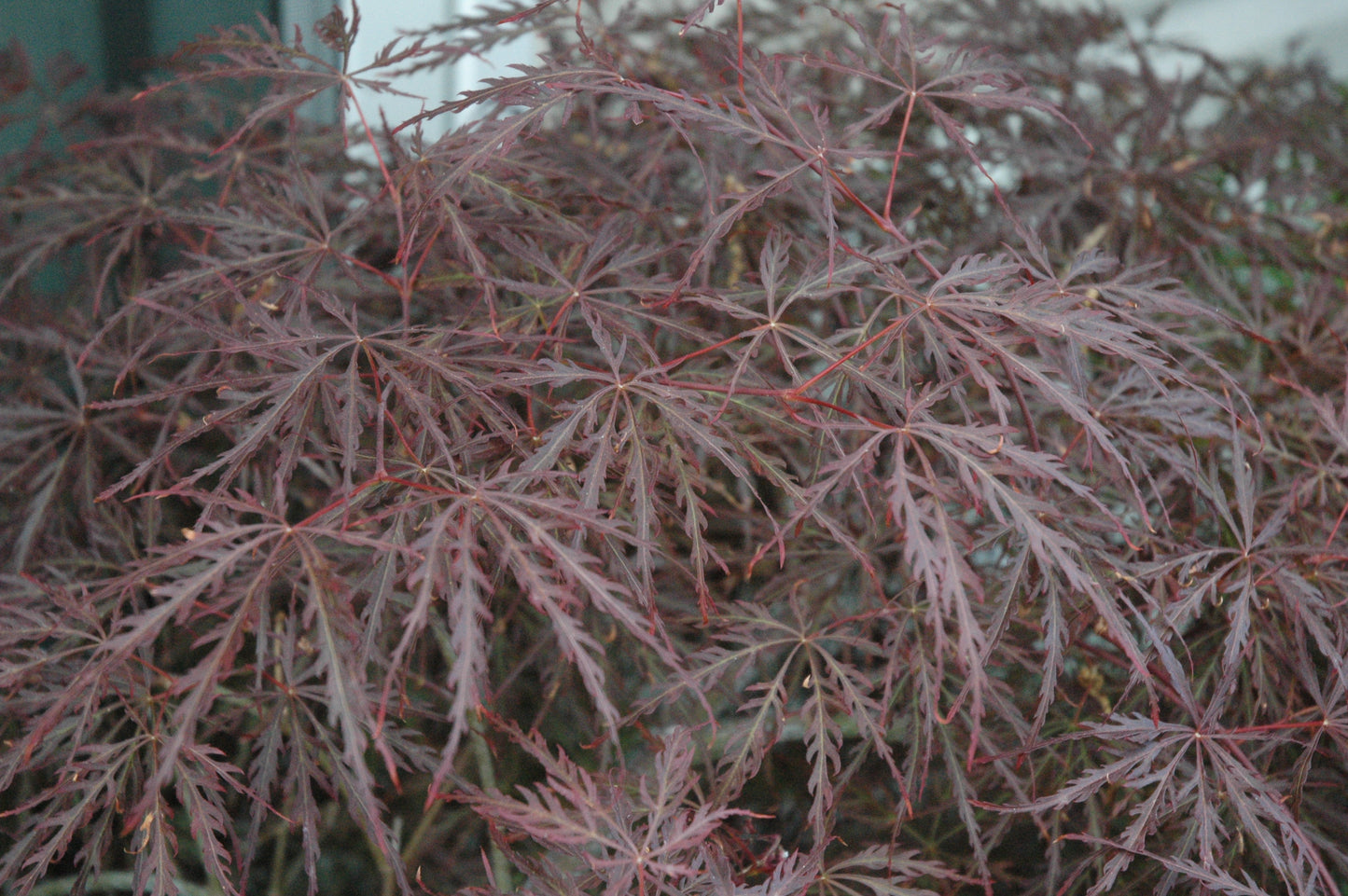 Acer palmatum 'Chitoseyama Shidare'