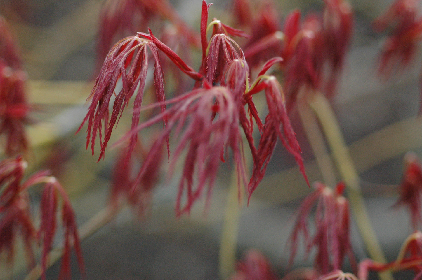 Acer palmatum 'Ornatum'