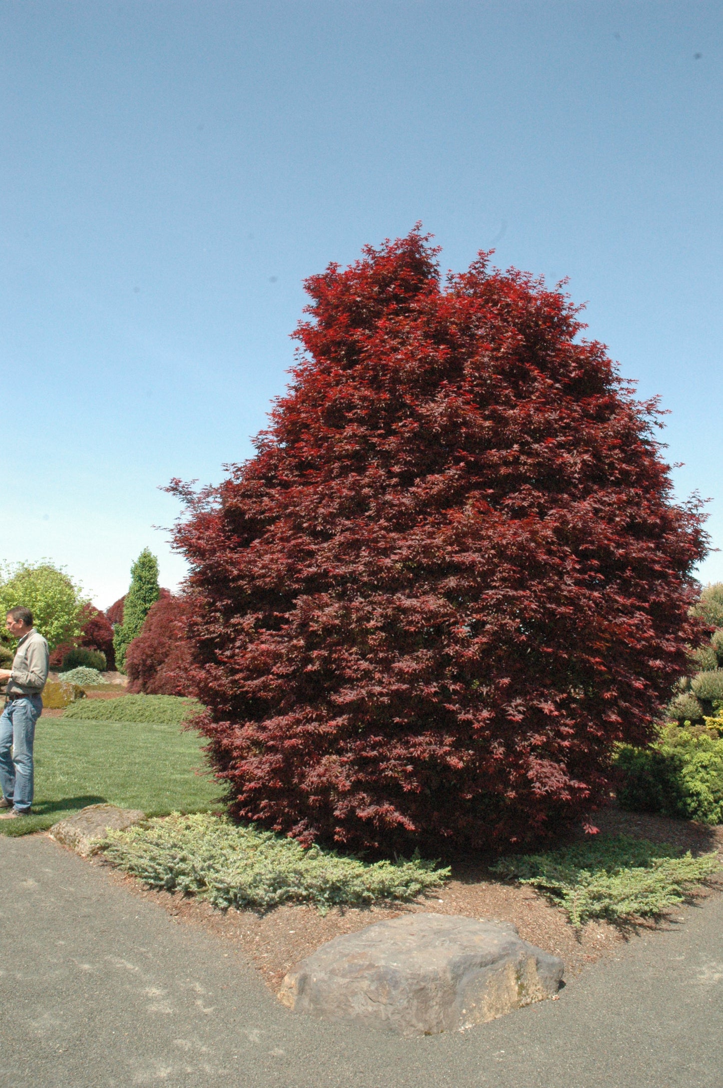 Acer palmatum 'Twombly's Red Sentinel'