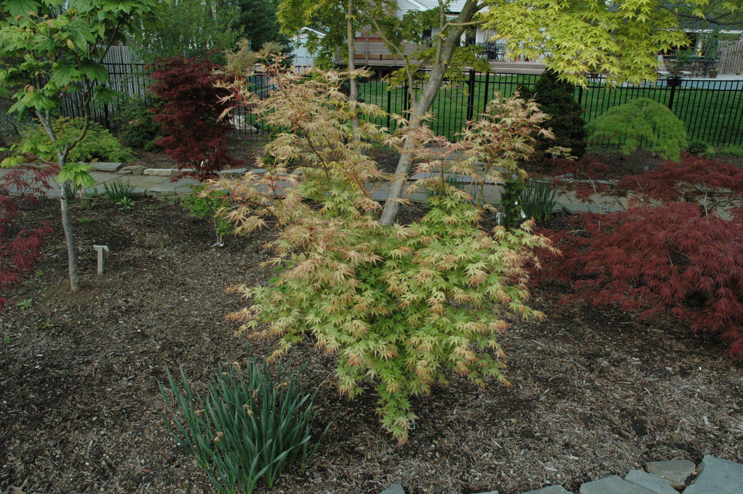 Acer palmatum 'Peve Multicolor'