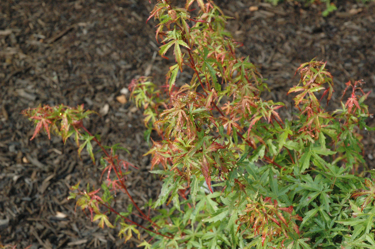 Acer palmatum 'Garyu'
