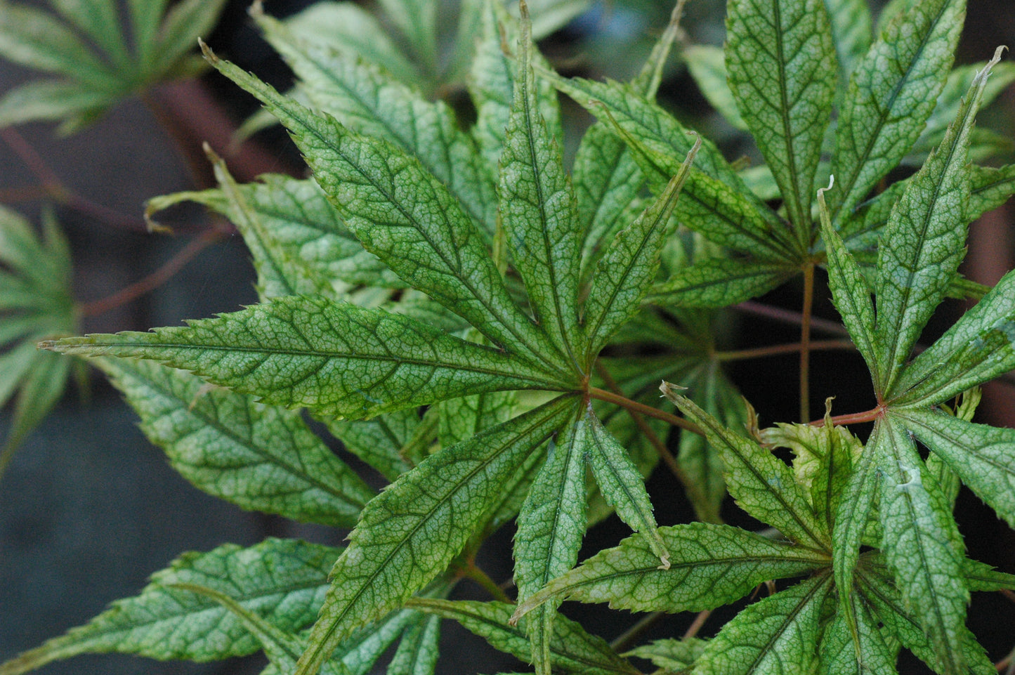 Acer palmatum 'Elwood'