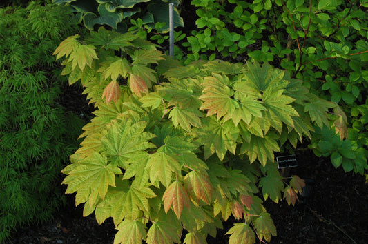 Acer japonicum 'Taki No Gawa'
