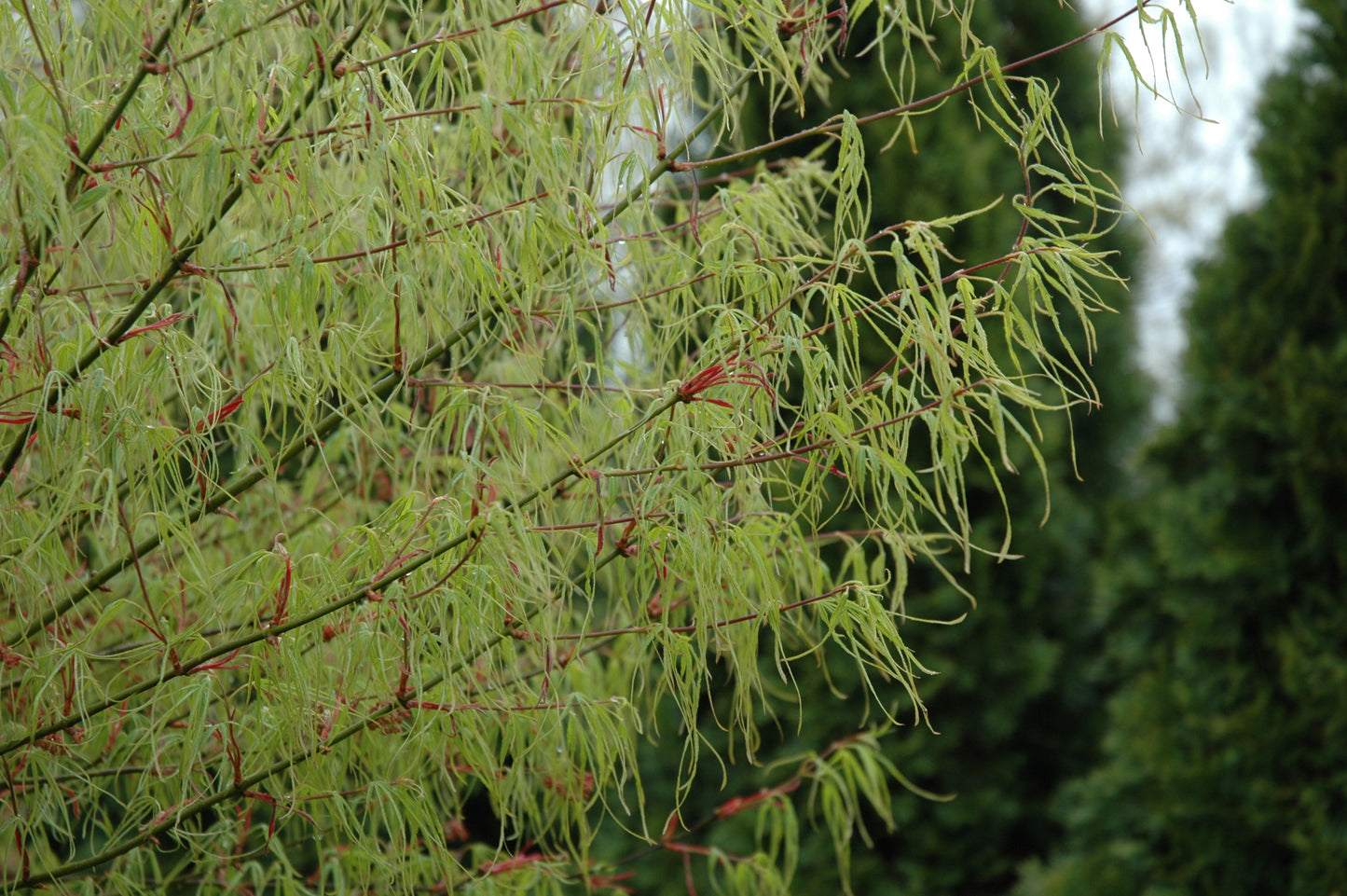 Acer palmatum 'Koto Ito Komachi' RARE