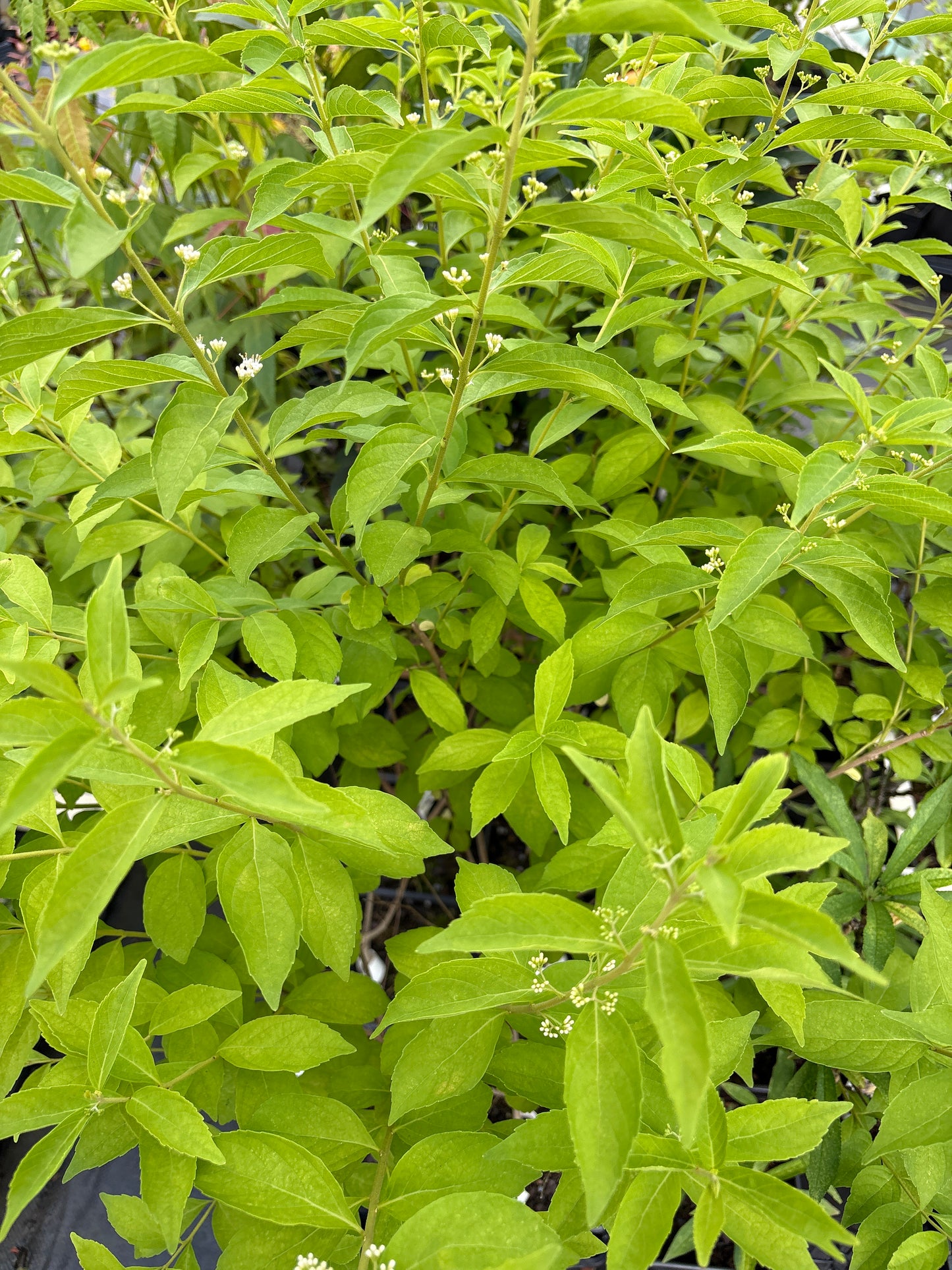 Callicarpa dichotoma 'Leucocarpa'